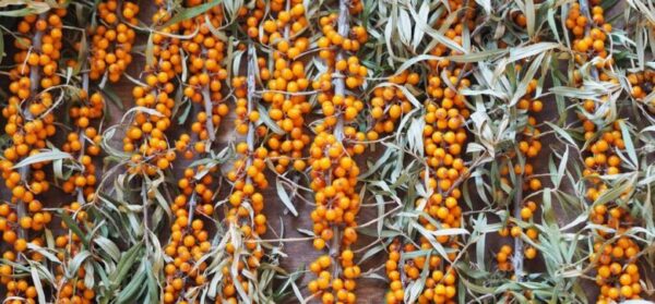 ユーラシア大陸原産のグミ科の植物サジー